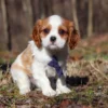 Cavalier puppy with brown and white markings
