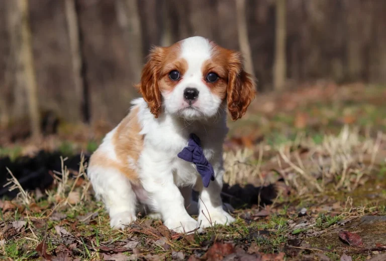 Cavalier puppy with brown and white markings