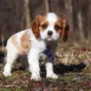 Cavalier puppy available for adoption