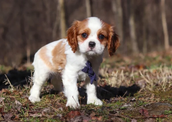 Cavalier puppy available for adoption