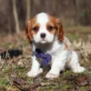 Cavalier puppy with purple ribbon