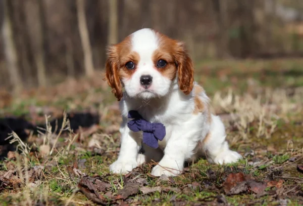 Cavalier puppy with purple ribbon