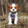 Puppy from My Cavalier Pups