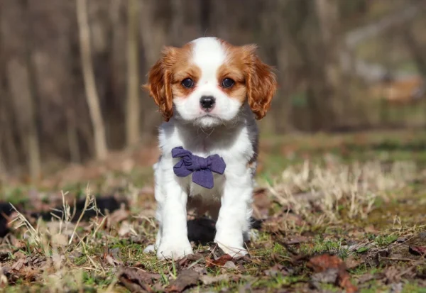 Puppy from My Cavalier Pups