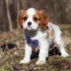 Cavalier King Charles Spaniel puppy available for adoption
