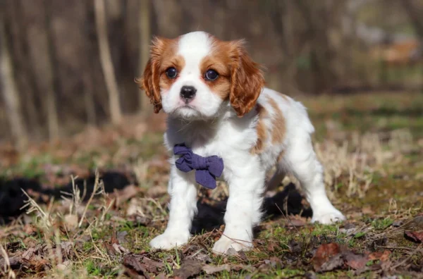 Cavalier King Charles Spaniel puppy available for adoption