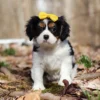 Tri colored Cavalier puppy