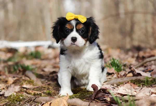Tri colored Cavalier puppy
