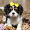 Tri colored Cavalier puppy for sale