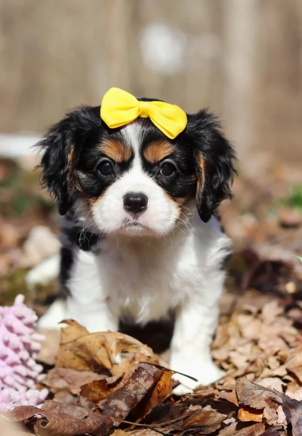 Tri colored Cavalier puppy for sale