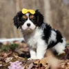 Tri colored Cavalier puppy available for adoption