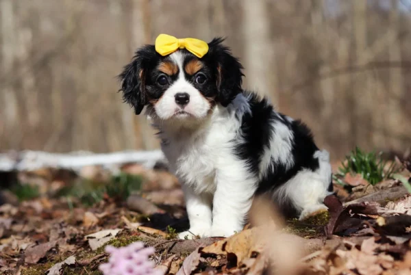 Tri colored Cavalier puppy available for adoption