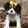 Tri colored Cavalier puppy with yellow ribbon