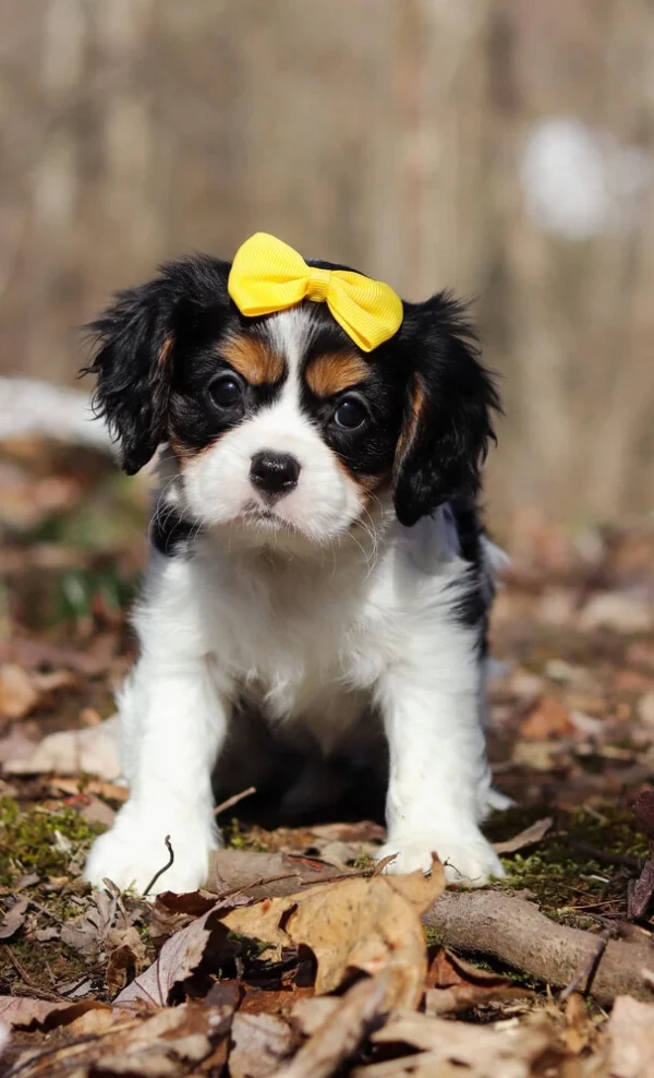 Tri colored Cavalier puppy with yellow ribbon