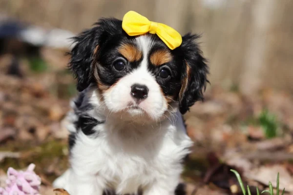 Tri colored Cavalier puppy with yellow ribbon in the woods