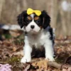 Tri colored Cavalier puppy with yellow ribbon posing for picture