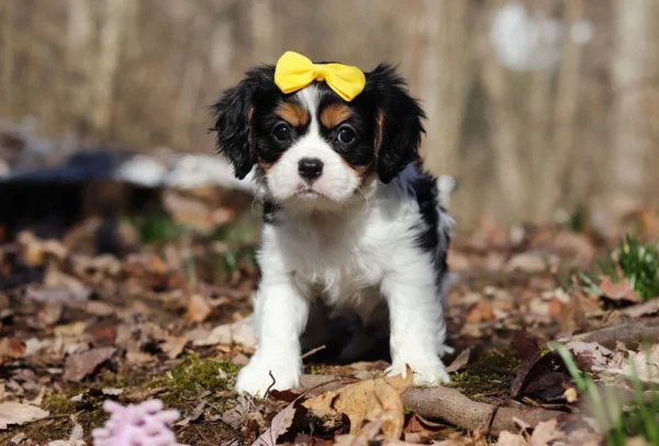 Tri colored Cavalier puppy with yellow ribbon posing for picture