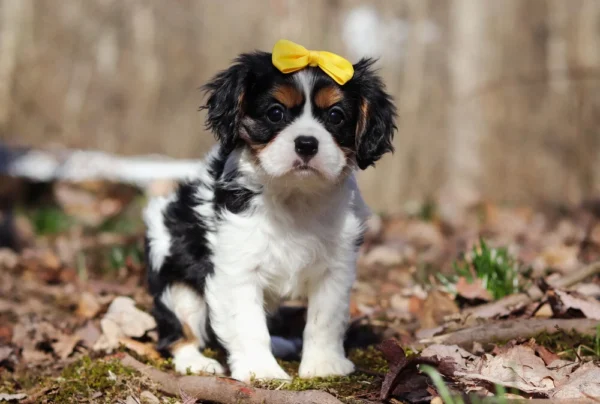 Tri colored Cavalier puppy with yellow ribbon sitting