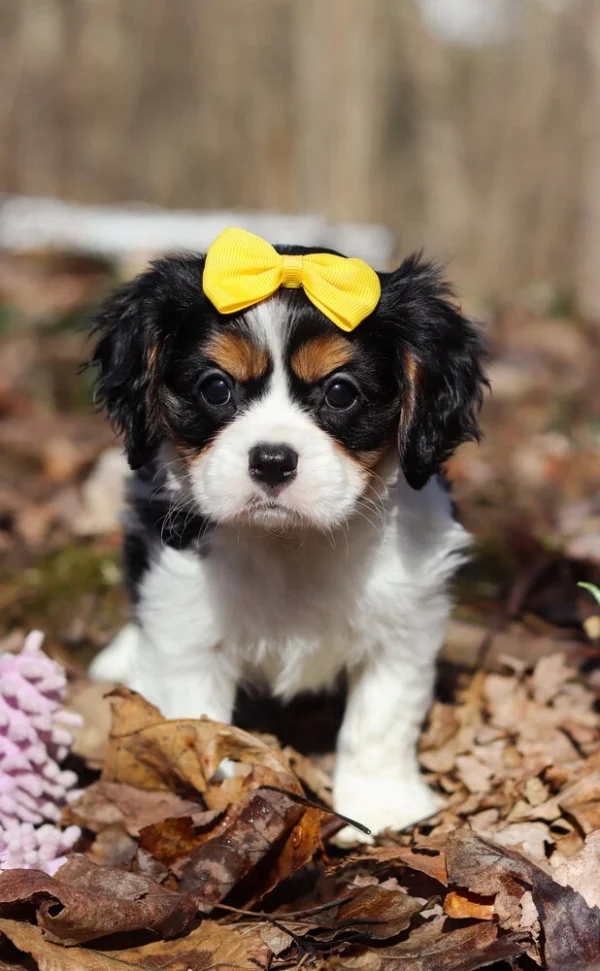 Tri colored Cavalier puppy with yellow ribbon on its head