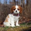 Cavalier puppy with tan and white markings