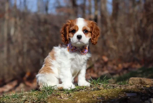 Cavalier puppy with tan and white markings