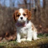My Cavalier Pups posing for a photo