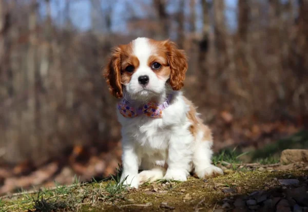 My Cavalier Pups posing for a photo