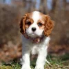 Cavalier puppy available for adoption