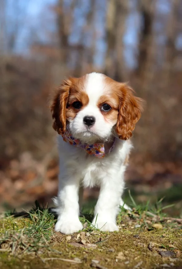 Cavalier puppy available for adoption