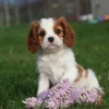 Cavalier puppy playing with toy