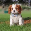 Cavalier puppy sitting on on the lawn