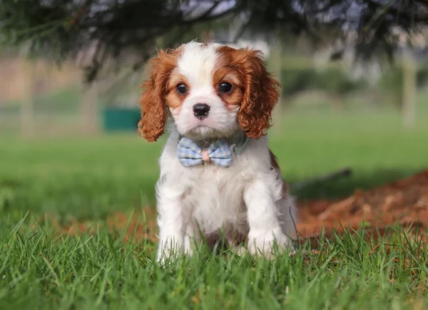 Cavalier puppy sitting on on the lawn