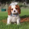 Cavalier puppy sitting on on the lawn with checkered ribbon