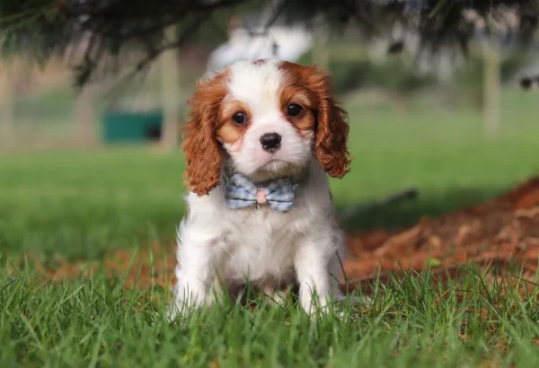 Cavalier puppy sitting on on the lawn with checkered ribbon