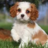 Cavalier King Charles puppy sitting in the grass