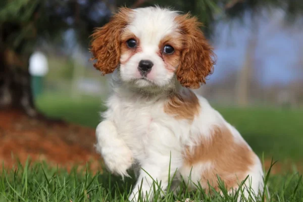 Cavalier King Charles puppy sitting in the grass