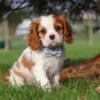 Cavalier King Charles puppy sitting in the grass with ribbon