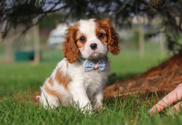 Cavalier King Charles puppy sitting in the grass with ribbon