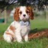 Cavalier King Charles puppy sitting in the grass with checkered ribbon