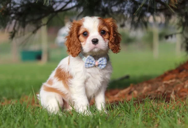 Cavalier King Charles puppy sitting in the grass with checkered ribbon