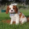Brown and white Cavalier puppy