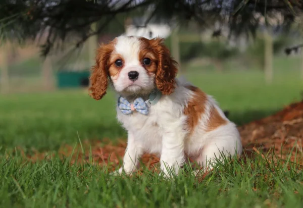 Brown and white Cavalier puppy