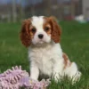 Cavalier puppy with purple toy