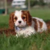 Cavalier puppy laying on the grass