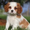 Sitting Cavalier puppy