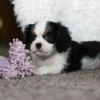 Tri colored Cavalier puppy playing with purple toy