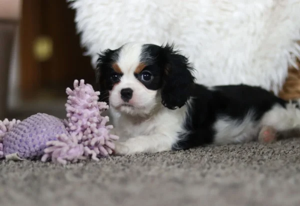 Tri colored Cavalier puppy playing with purple toy