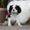 Tri colored Cavalier puppy with ribbon