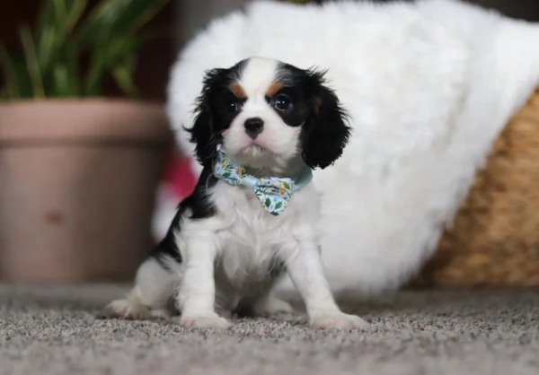 Tri colored Cavalier puppy with ribbon