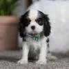 Tri colored Cavalier puppy sitting on the floor